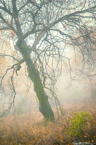 Обои деревья, лес, туман, склон, осень, trees, forest, fog, slope, autumn разрешение 2048x1470 Загрузить