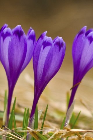 Обои цветы, макро, весна, крокусы, первоцветы, сиреневые, flowers, macro, spring, crocuses, primroses, lilac разрешение 1920x1200 Загрузить