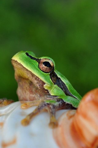 Обои глаза, лягушка, лягуха, амфибия, земноводные, eyes, frog, amphibian, amphibians разрешение 2560x1600 Загрузить