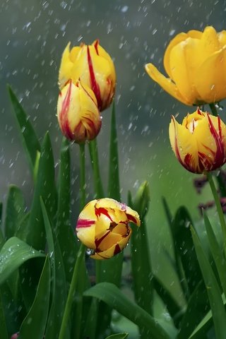 Обои цветы, природа, весна, дождь, тюльпаны, flowers, nature, spring, rain, tulips разрешение 2048x1366 Загрузить
