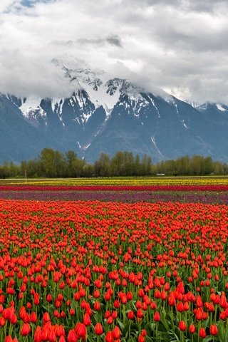 Обои цветы, облака, горы, снег, природа, пейзаж, поле, тюльпаны, flowers, clouds, mountains, snow, nature, landscape, field, tulips разрешение 2048x1367 Загрузить