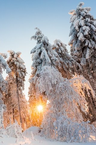 Обои свет, деревья, солнце, снег, природа, лес, зима, light, trees, the sun, snow, nature, forest, winter разрешение 2048x1365 Загрузить