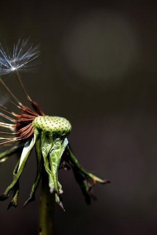 Обои макро, фон, цветок, одуванчик, цветком, macro, background, flower, dandelion разрешение 2572x1715 Загрузить