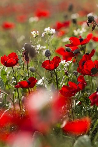 Обои цветы, природа, поле, лето, красные, маки, маковое поле, flowers, nature, field, summer, red, maki, poppy field разрешение 2048x1365 Загрузить