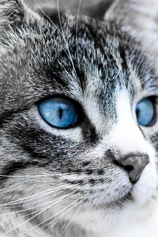 Обои глаза, морда, кошка, луна, синие, eyes, face, cat, the moon, blue разрешение 2048x1365 Загрузить