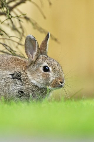 Обои трава, зелень, весна, малыш, заяц, зайчонок, grass, greens, spring, baby, hare разрешение 2048x1366 Загрузить