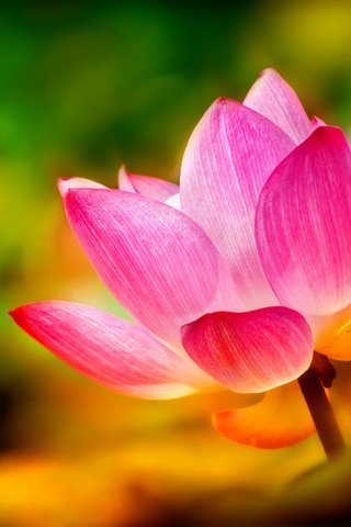 Обои фон, цветок, лепестки, лилия, лотос, background, flower, petals, lily, lotus разрешение 2048x1365 Загрузить