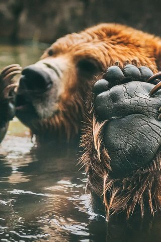 Обои медведь, купание, лапа, бурый, bear, bathing, paw, brown разрешение 2048x1381 Загрузить