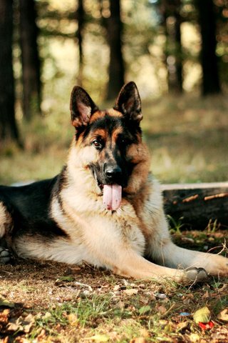 Обои лес, собака, немецкая овчарка, forest, dog, german shepherd разрешение 2000x1333 Загрузить