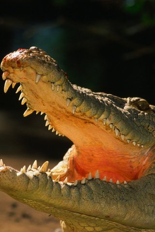Обои зубы, крокодил, пасть, рептилия, пресмыкающиеся, аллигатор, teeth, crocodile, mouth, reptile, reptiles, alligator разрешение 2560x1600 Загрузить