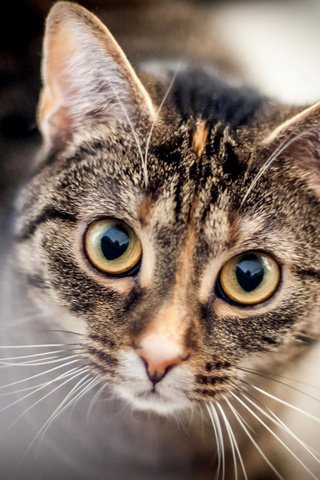 Обои глаза, морда, кот, усы, кошка, взгляд, размытость, eyes, face, cat, mustache, look, blur разрешение 2048x1360 Загрузить