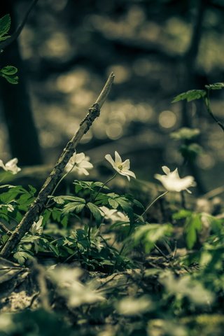 Обои цветы, природа, лес, flowers, nature, forest разрешение 2560x1600 Загрузить