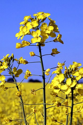 Обои небо, цветы, пейзаж, поле, растение, рапс, the sky, flowers, landscape, field, plant, rape разрешение 1920x1200 Загрузить