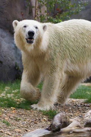 Обои полярный медведь, медведь, хищник, белый медведь, зоопарк, polar bear, bear, predator, zoo разрешение 2048x1365 Загрузить
