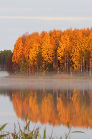 Обои лес, осень, пруд, дымка, тишь, forest, autumn, pond, haze, quiet разрешение 1920x1200 Загрузить