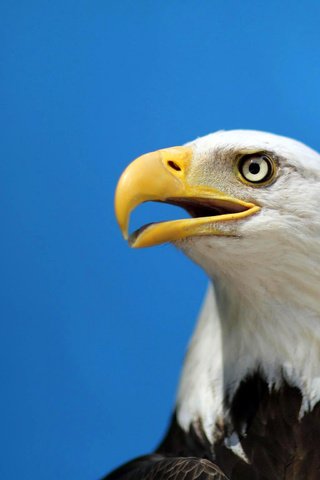 Обои птица, клюв, белоголовый орлан, хищная, bird, beak, bald eagle, predatory разрешение 2048x1536 Загрузить