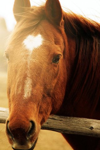 Обои морда, лошадь, солнце, фон, животные, конь, грива, face, horse, the sun, background, animals, mane разрешение 1920x1200 Загрузить