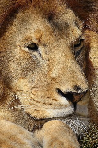 Обои африка, хищник, красивый, лев, грива, львёнок, africa, predator, beautiful, leo, mane, lion разрешение 1920x1200 Загрузить