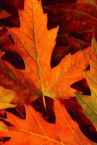 Обои природа, листья, макро, осень, клен, осенние листья, nature, leaves, macro, autumn, maple, autumn leaves разрешение 1920x1080 Загрузить