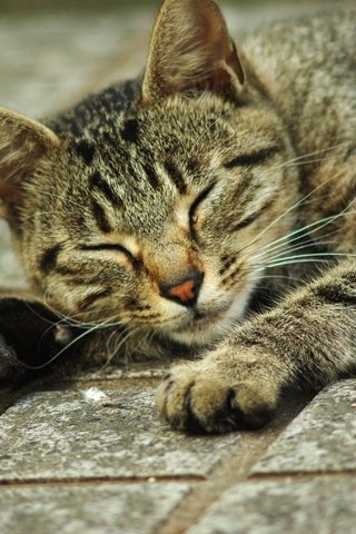 Обои кот, кошка, лежит, лапки, полосатый, cat, lies, legs, striped разрешение 3000x2008 Загрузить