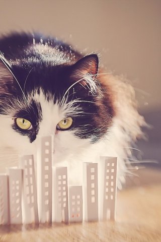 Обои фон, кошка, взгляд, background, cat, look разрешение 1920x1200 Загрузить
