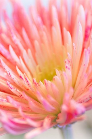 Обои макро, цветок, лепестки, розовый, хризантема, ~dgh~, wisps of pink, macro, flower, petals, pink, chrysanthemum разрешение 2048x1360 Загрузить