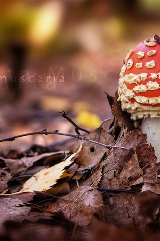 Обои природа, лес, листья, осень, гриб, мухомор, nature, forest, leaves, autumn, mushroom разрешение 1920x1080 Загрузить