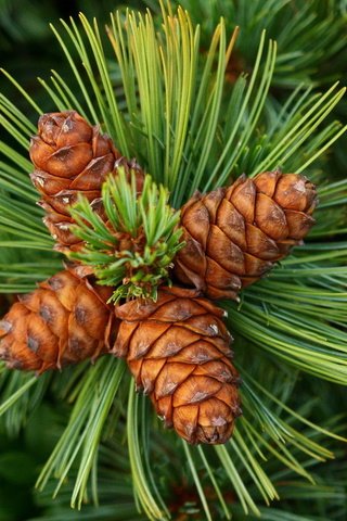 Обои дерево, зелень, хвоя, шишки, иголки, кедр, грин, siberian pine, cones, tree, greens, needles, bumps, cedar, green разрешение 1920x1200 Загрузить