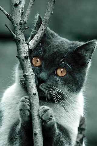 Обои дерево, фон, когти, кошка. взгляд, tree, background, claws, cat. look разрешение 1920x1200 Загрузить