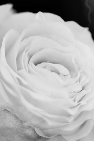 Обои макро, цветок, роза, лепестки, белая, macro, flower, rose, petals, white разрешение 2048x1671 Загрузить