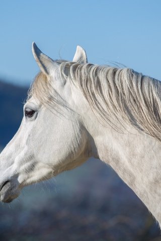 Обои морда, небо, лошадь, профиль, конь, грива, шея, (с) oliverseitz, face, the sky, horse, profile, mane, neck, (c) oliverseitz разрешение 3100x1980 Загрузить