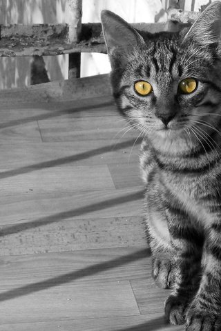 Обои кот, кошка, взгляд, осень, лист, балкон, полосатый, cat, look, autumn, sheet, balcony, striped разрешение 1920x1080 Загрузить