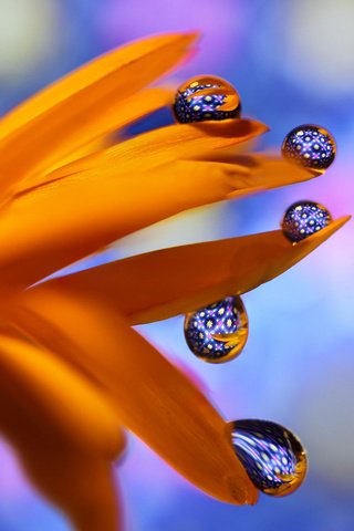 Обои макро, цветок, капли, оранжевый, боке, гербера, macro, flower, drops, orange, bokeh, gerbera разрешение 2048x1317 Загрузить