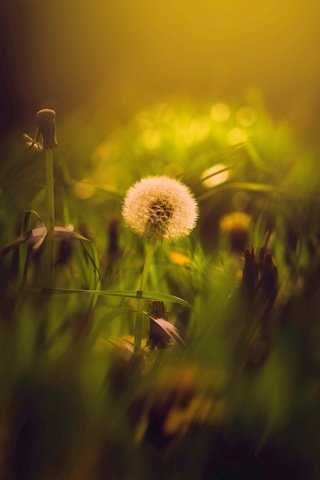 Обои цветы, трава, луг, одуванчик, одуванчики, боке, flowers, grass, meadow, dandelion, dandelions, bokeh разрешение 1938x1324 Загрузить