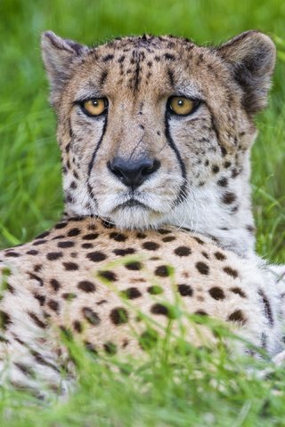 Обои трава, взгляд, хищник, большая кошка, гепард, © tambako jaguar, grass, look, predator, big cat, cheetah, © tambako the jaguar разрешение 2880x2160 Загрузить
