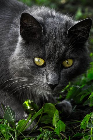 Обои глаза, трава, кот, мордочка, усы, кошка, взгляд, eyes, grass, cat, muzzle, mustache, look разрешение 2048x1365 Загрузить