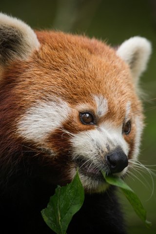 Обои морда, листок, фаерфокс, красная панда, малая панда, face, leaf, firefox, red panda разрешение 4981x3320 Загрузить