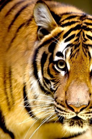 Обои тигр, морда, усы, кошка, взгляд, хищник, tiger, face, mustache, cat, look, predator разрешение 1920x1200 Загрузить
