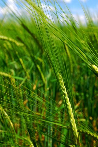 Обои природа, макро, поле, колосья, пшеница, nature, macro, field, ears, wheat разрешение 2560x1600 Загрузить