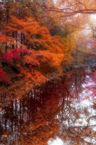 Обои деревья, река, природа, осень, trees, river, nature, autumn разрешение 1920x1200 Загрузить