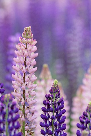 Обои цветы, макро, лето, розовые, фиолетовые, люпины, flowers, macro, summer, pink, purple, lupins разрешение 1920x1200 Загрузить