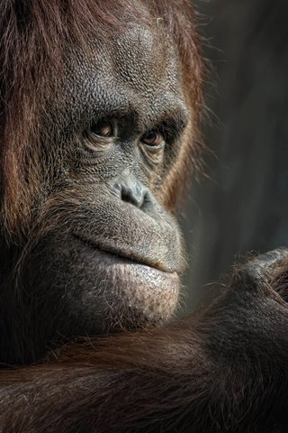 Обои взгляд, животное, обезьяна, примат, орангутанг, ellen-ow, look, animal, monkey, the primacy of, orangutan разрешение 4920x3280 Загрузить