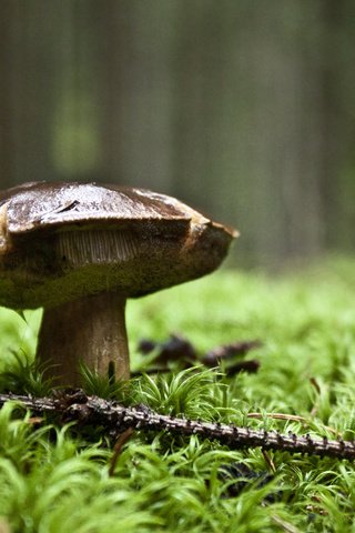 Обои природа, зелень, лес, гриб, nature, greens, forest, mushroom разрешение 1920x1200 Загрузить