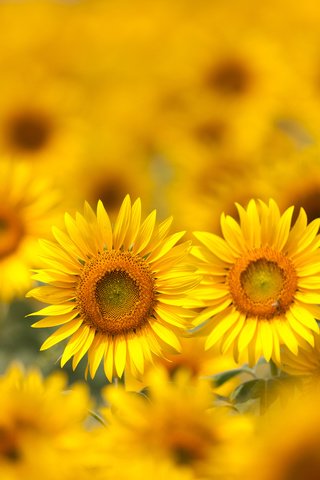 Обои цветы, поле, лепестки, размытость, подсолнухи, желтые, flowers, field, petals, blur, sunflowers, yellow разрешение 5616x3744 Загрузить