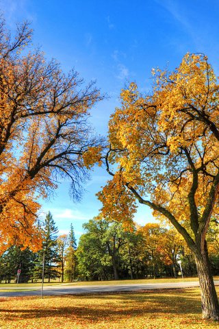 Обои деревья, пейзаж, парк, осень, trees, landscape, park, autumn разрешение 2560x1700 Загрузить