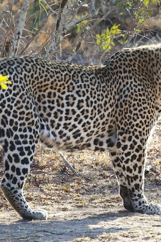 Обои леопард, африка, кустарник, дикая кошка, leopard, africa, shrub, wild cat разрешение 2048x1152 Загрузить