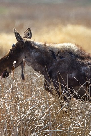 Обои трава, природа, фон, лось, grass, nature, background, moose разрешение 1920x1200 Загрузить