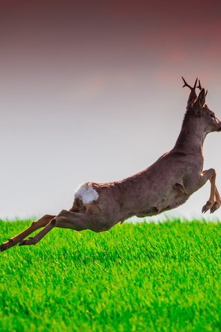 Обои трава, олень, прыжок, лань, grass, deer, jump, doe разрешение 2047x1120 Загрузить