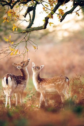 Обои лес, животные, осень, размытость, олени, оленята, forest, animals, autumn, blur, deer, fawns разрешение 2048x1363 Загрузить