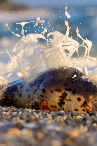 Обои камни, берег, море, животное, пена, тюлень, stones, shore, sea, animal, foam, seal разрешение 2048x1363 Загрузить